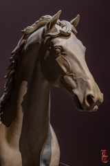 20240927_cheval_en_majeste_004