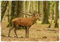 selection rambouillet